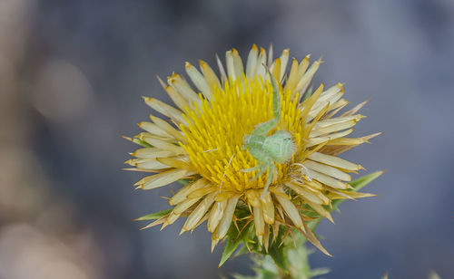 Close-up of yellow flower