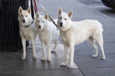 Portrait of dogs