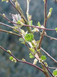 Close-up of plant