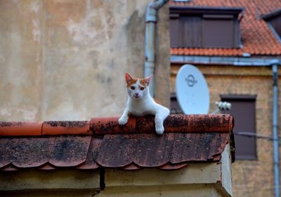 Portrait of cat