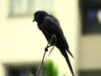 Close-up of bird perching on a plant