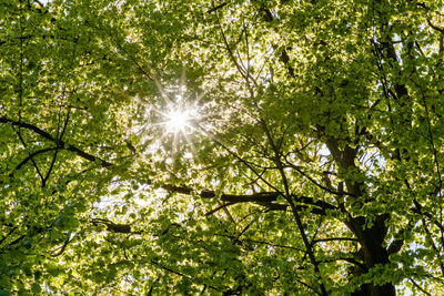 Low angle view of sun shining through trees