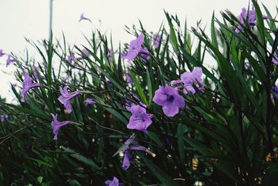 Close-up of purple flowering plants on field