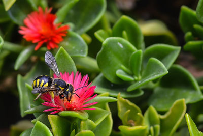 Close-up of insect on flower