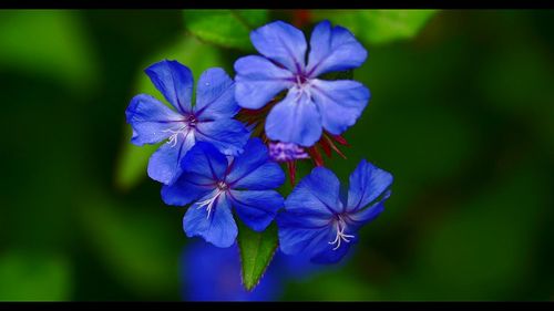 Close-up of blue flowers blooming outdoors