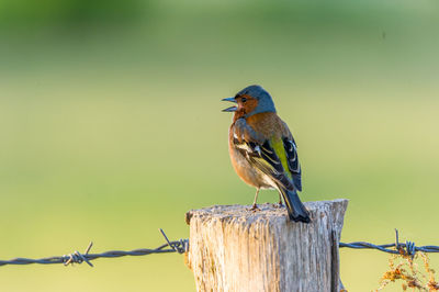 Bird perching on branch