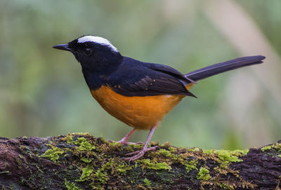 Close-up of bird perching on rock
