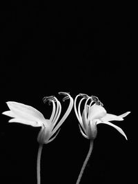 Close-up of flower against black background