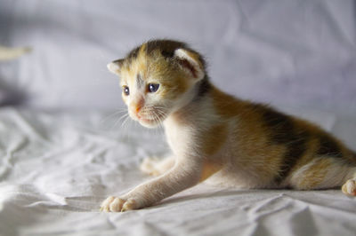 Cat looking away while sitting on bed