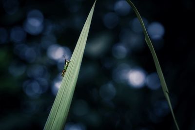 Close-up of insect on grass