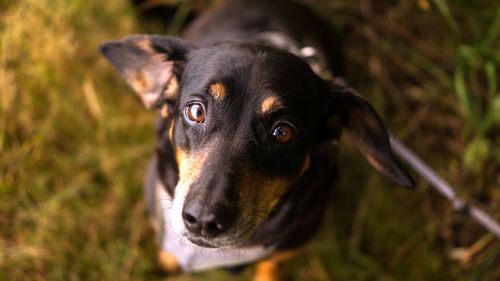 Close-up portrait of black dog