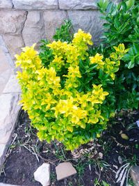 High angle view of yellow flowering plants