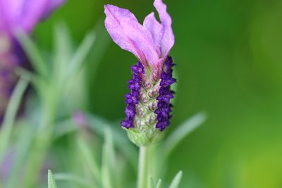 Close-up of purple flowering plant