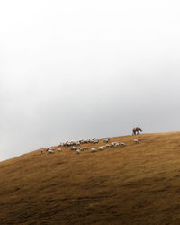 View of a horse on a land