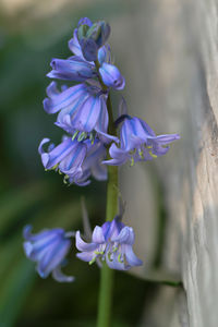Close-up of purple flowering plant