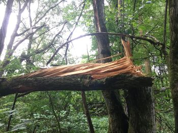 Low angle view of tree trunks in forest