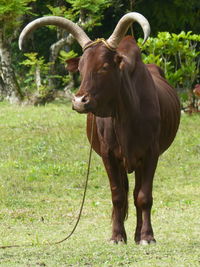 Cow with giant horns standing in field