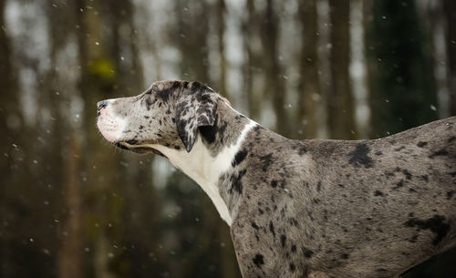 Great dane in park during snowfall