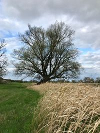 Bare tree on field against sky