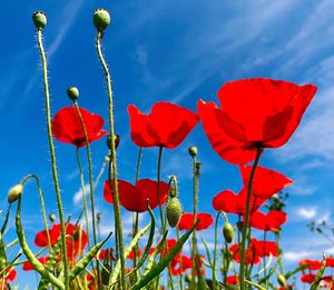 Close-up of red poppy flowers against sky