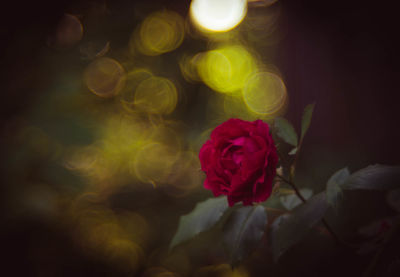 Close-up of flowers against blurred background