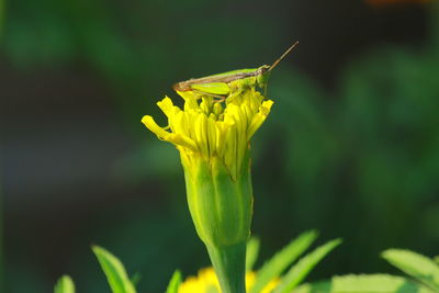 Close-up of yellow insect on plant