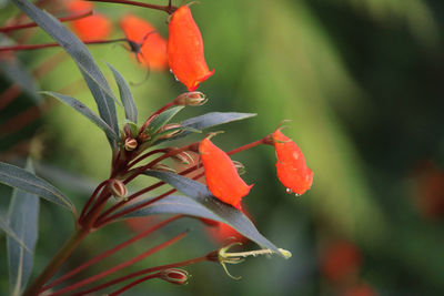 Close-up of orange rose flower