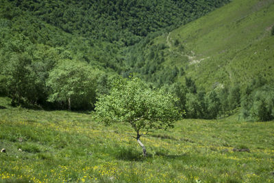 There is a big tree on the hillside