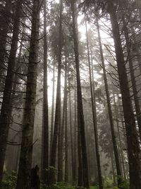 Low angle view of bamboo trees in forest