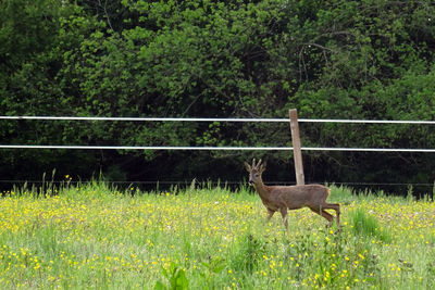 View of an animal on field