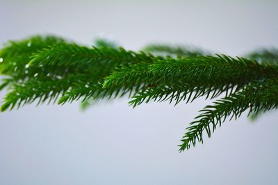 Close-up of fern leaves on branch against sky
