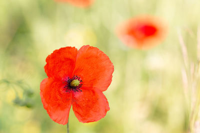 Close-up of red poppy flower