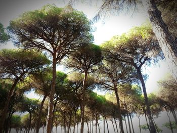 Low angle view of trees
