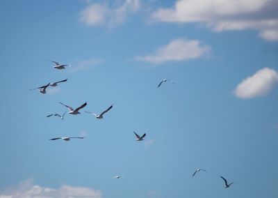 Low angle view of birds flying against blue sky