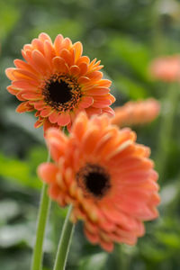 Close-up of orange flower