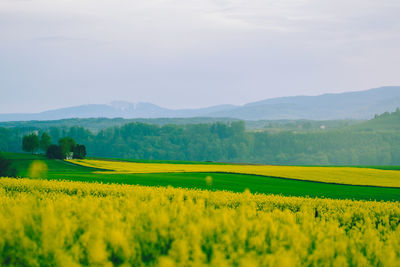 Scenic view of oilseed rape field against sky