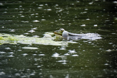 Bird swimming in lake