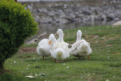 Duck / cute  duck / floating duck