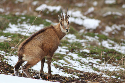 Squirrel standing on field during winter