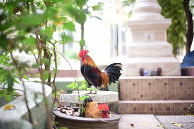 View of a bird on a plant