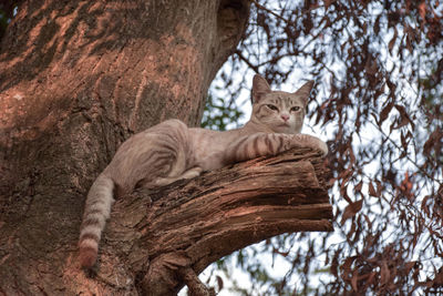 Low angle view of cat sitting on tree trunk