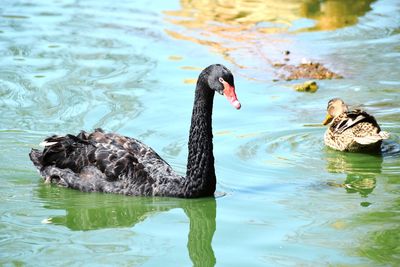 Swan swimming in lake