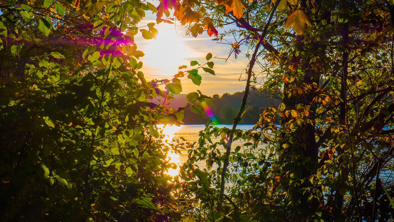 SUNLIGHT STREAMING THROUGH TREES AT SUNSET