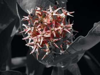 Close-up of flowers