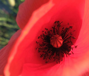 Close-up of red rose flower