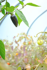 Low angle view of white flowering plant