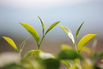 Close-up of plant growing on field