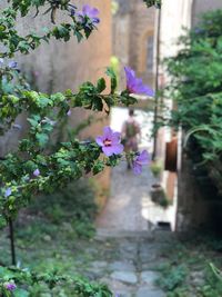 Purple flowering plants