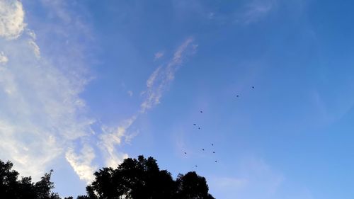 Low angle view of birds flying in sky