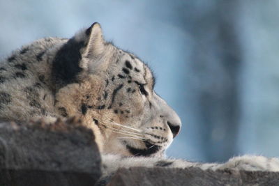 Close-up of a cat looking away